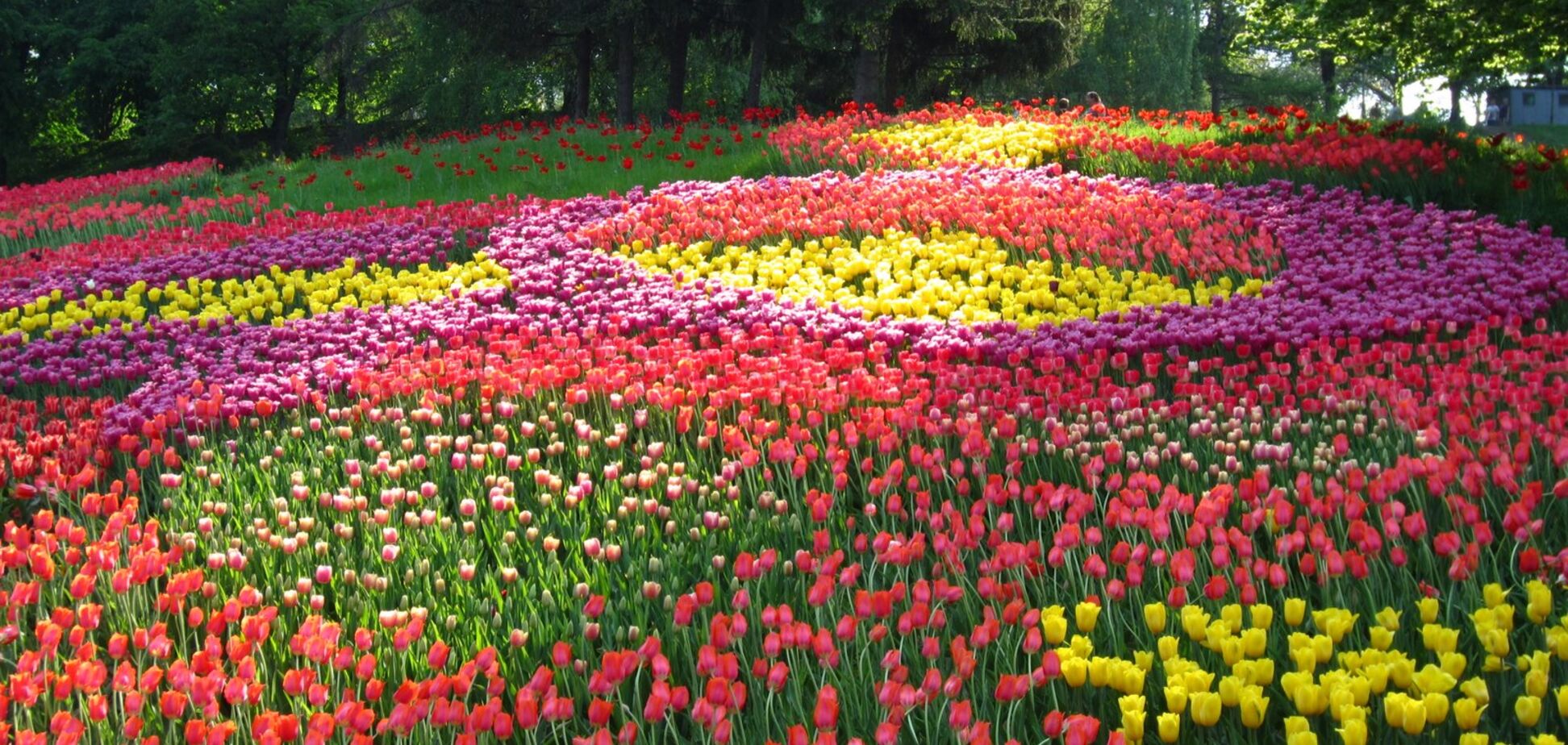 В Киеве пройдет большая выставка тюльпанов