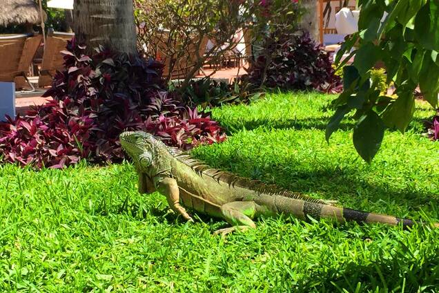 Все прелести отдыха в Мексике