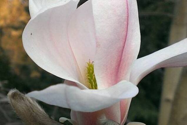 Срочно делать селфи! В киевском ботсаду зацвели магнолии