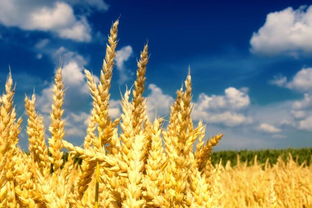 Аграрный сектор