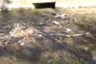 Вонь и мусор: ужасающее состояние набережной Симферополя