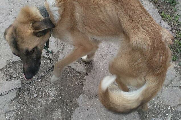 На Запорожье семья до смерти морит голодом домашних собак