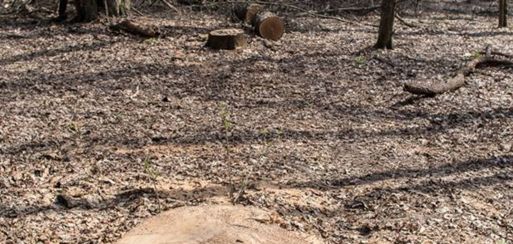 В Киеве украли 300-летние дубы