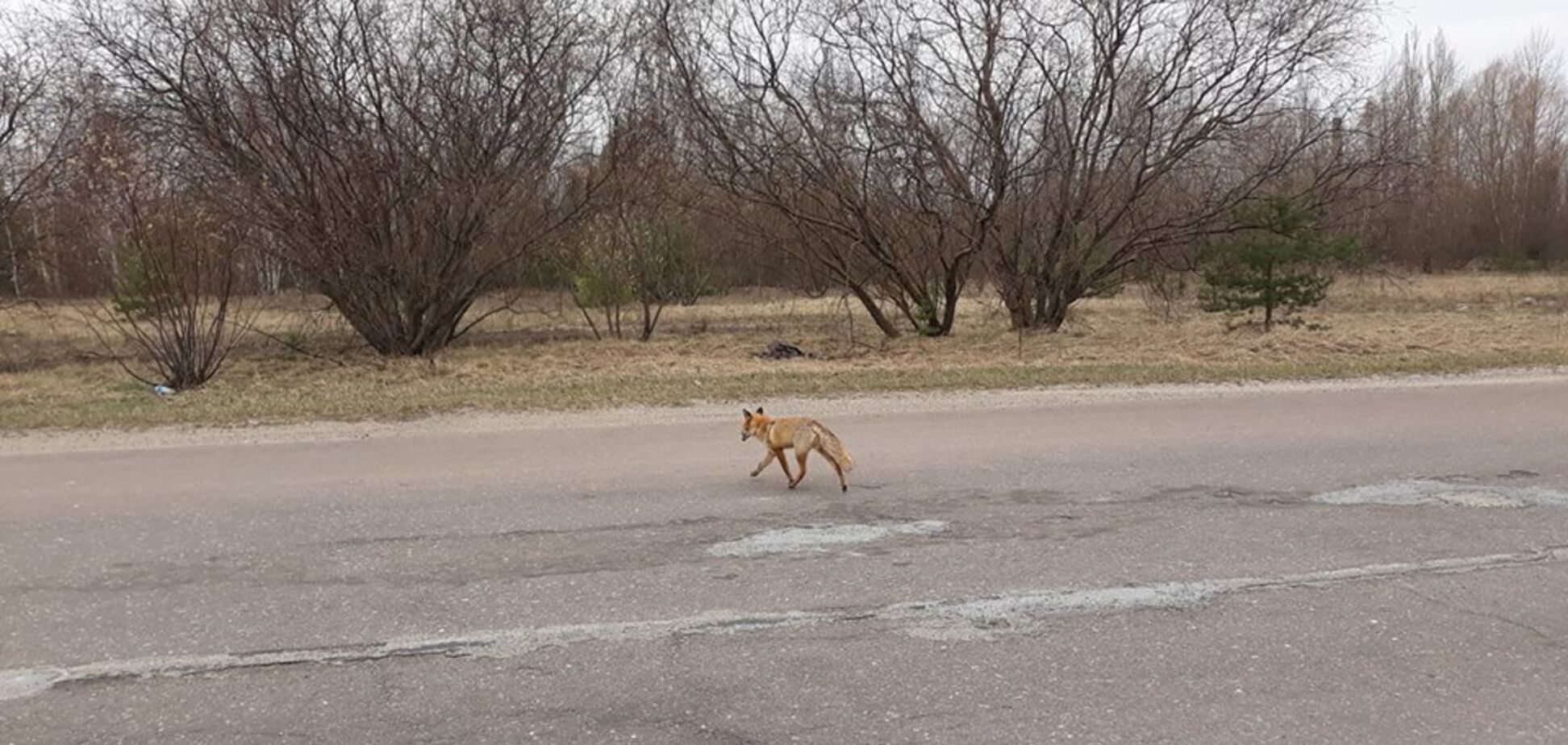 Полюбил колбасу: в Чернобыле встретили знаменитого лиса