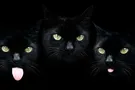 черные коты
