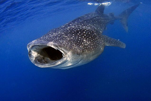 У Мексиці гігантська акула плавала біля купальщиків: з'явилося відео