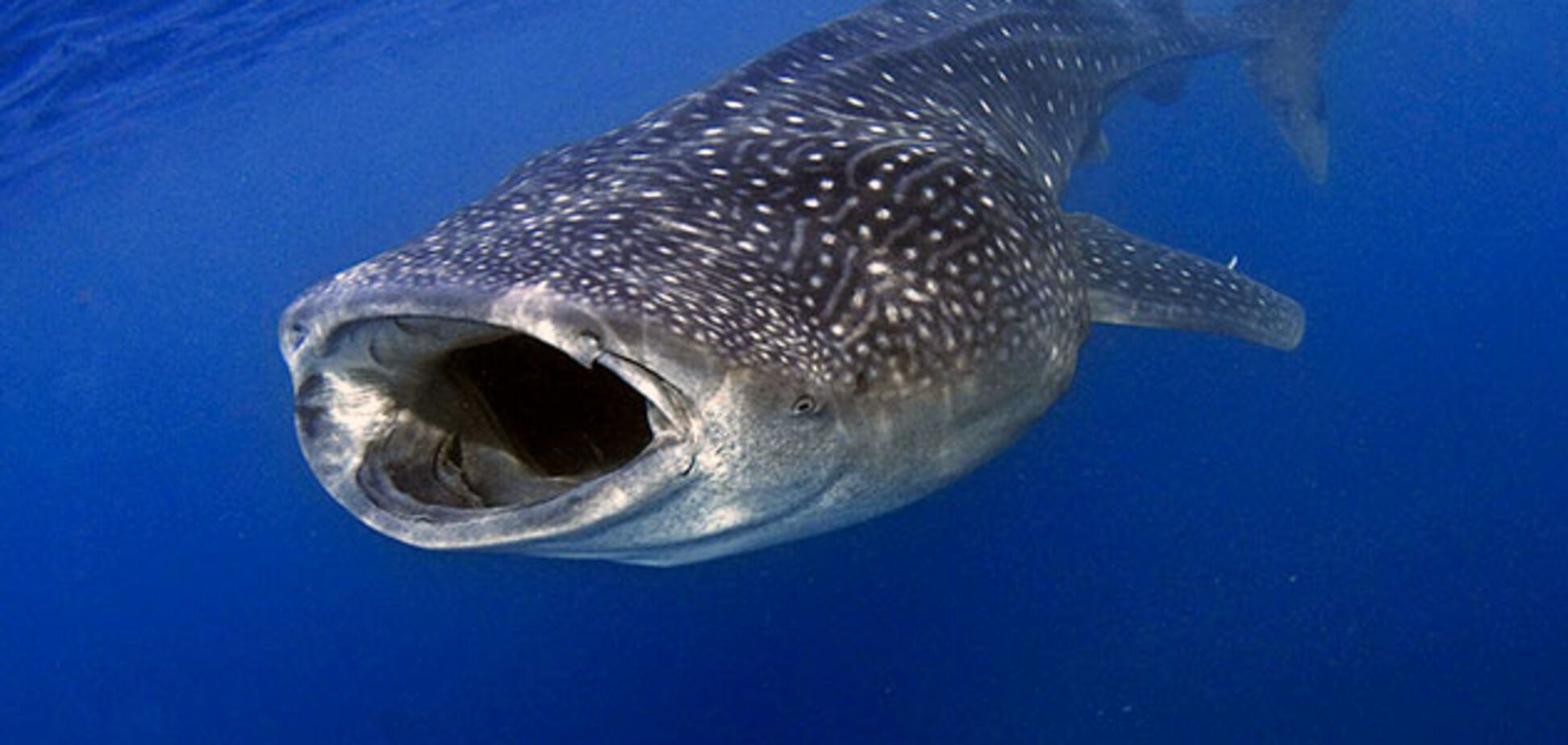 В Мексике гигантская акула плавала возле купальщиков: появилось видео