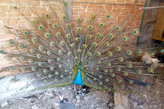 У парку Маріуполя голодують павичі