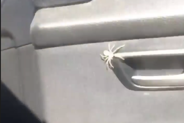 Паук до ужаса напугал австралийку