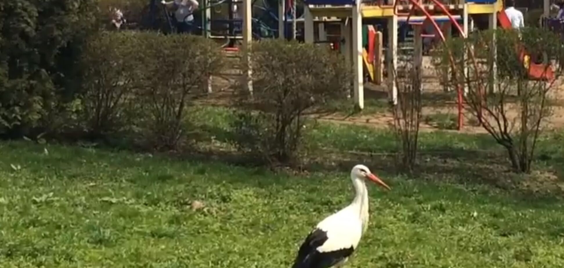 В Киевском зоопарке свободно гуляют два аиста: забавное видео