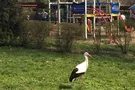 В Киевском зоопарке свободно гуляют два аиста: забавное видео