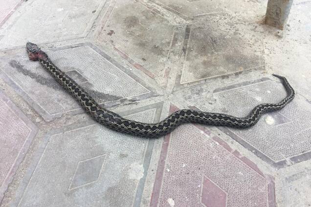 Убитая в больнице гадюка вызвала страшный скандал в Запорожье