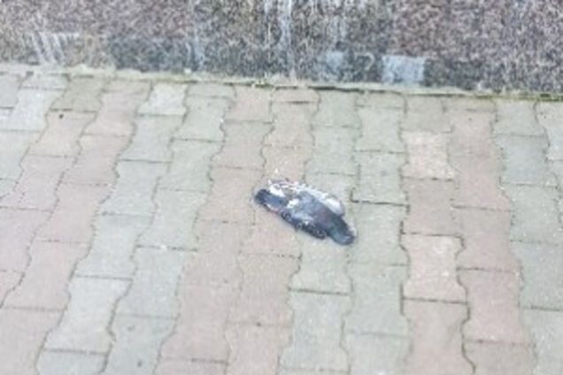 В одеському сквері розстріляли зграю голубів