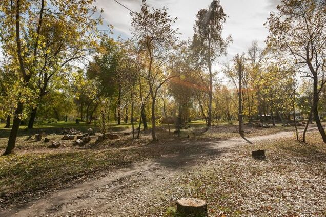 В центре Запорожья вырубят целый парк