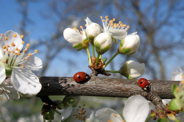 Прогноз погоды в Украине