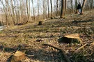 Вырубка лесопарка в Харькове