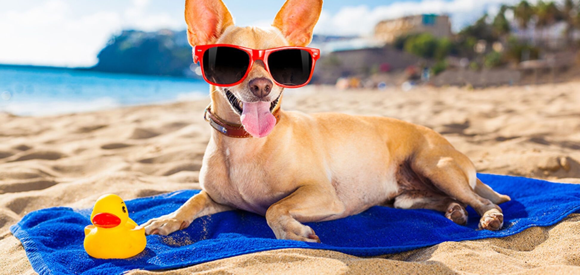 В Запорожье хотят создать собачий пляж