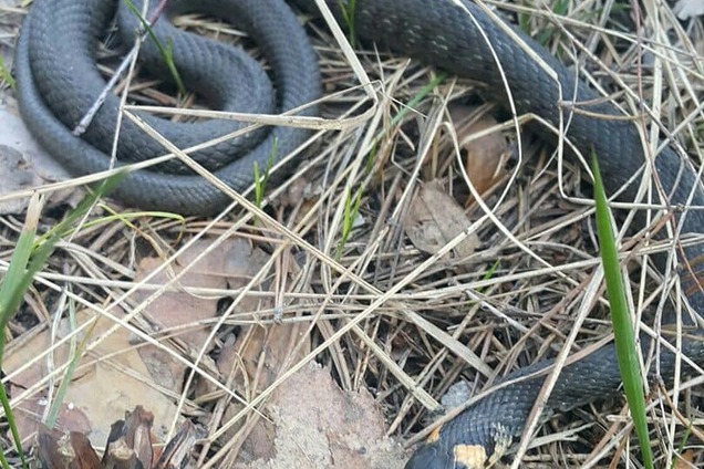 В Киеве заметили ядовитых змей: как уберечься от нападения