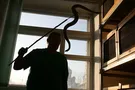 Опасные животные в городе: что делать, если встретил змею, паука или клеща