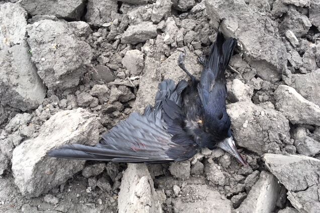 'Земля встелена трупами': в Одесі знову розстріляли птахів