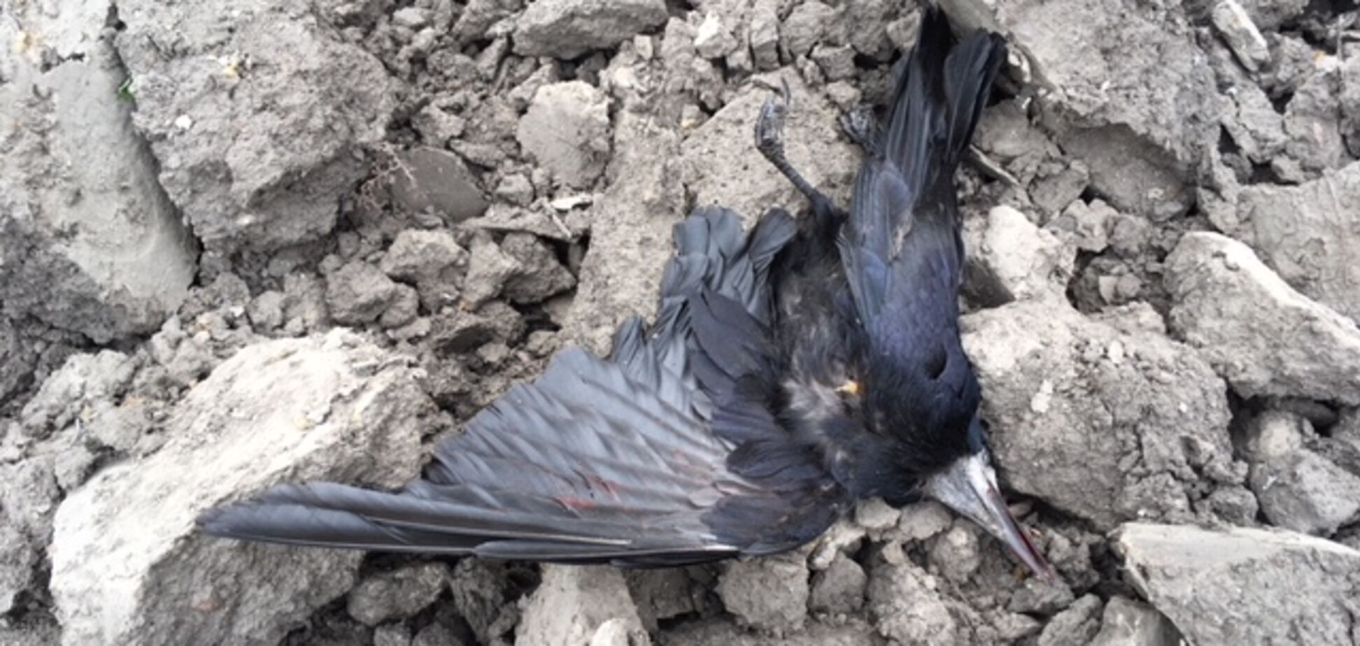 'Земля устлана трупами': в Одессе снова расстреляли птиц 