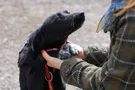 Собака