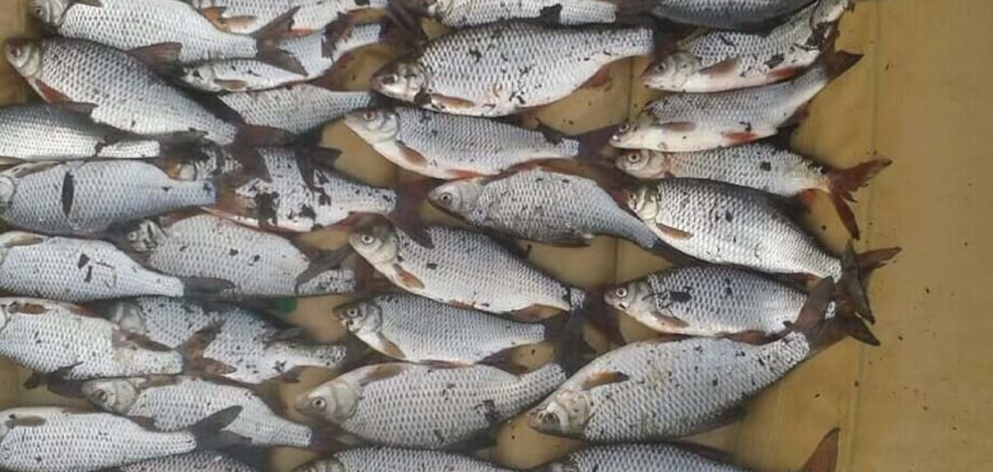 В Киеве объявили охоту на рыбаков: карта безопасных мест