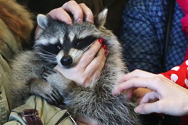 Контактные зоопарки: отдых в аду для животных