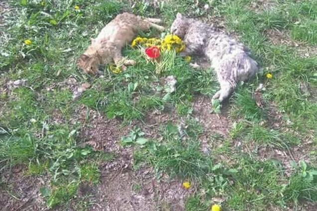 Штырь через все тело: Ужгород шокирован кошачьим маньяком. Фотофакт