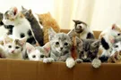 Харьковчан зовут на концерт ради четверолапых