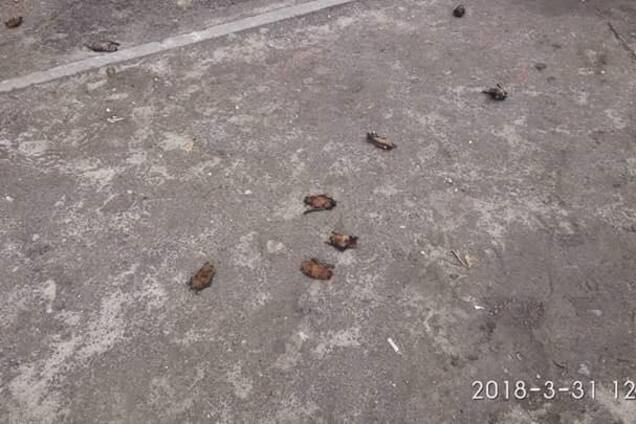 Викинули з вікна: в Дніпрі жорстоко вбили тварин з Червоної книги