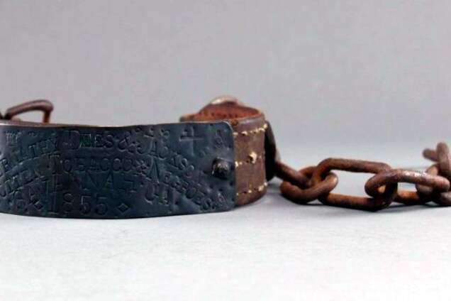 Туга за нашийником