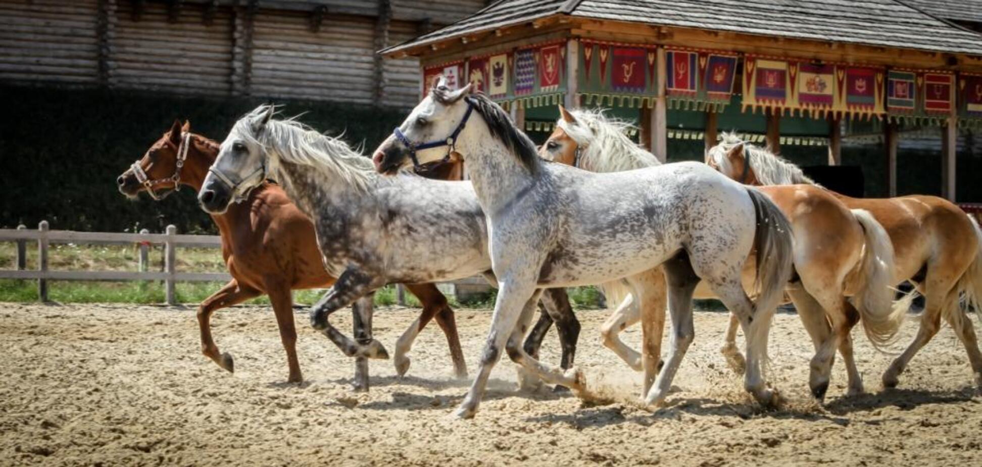 Под Киевом покажут уникальных лошадей