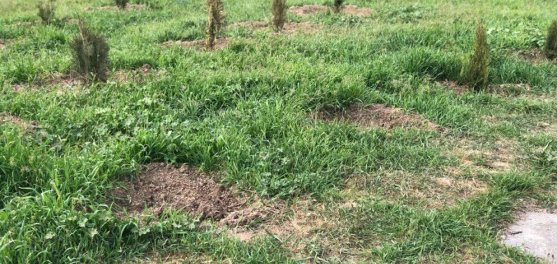 В Крыму надругались над аллеей памяти жертв трагедии в Кемерово