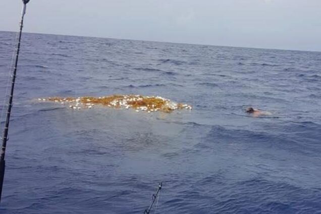 Тенета смерті: У Карибському морі знайдена купа з десятків гниючих акул