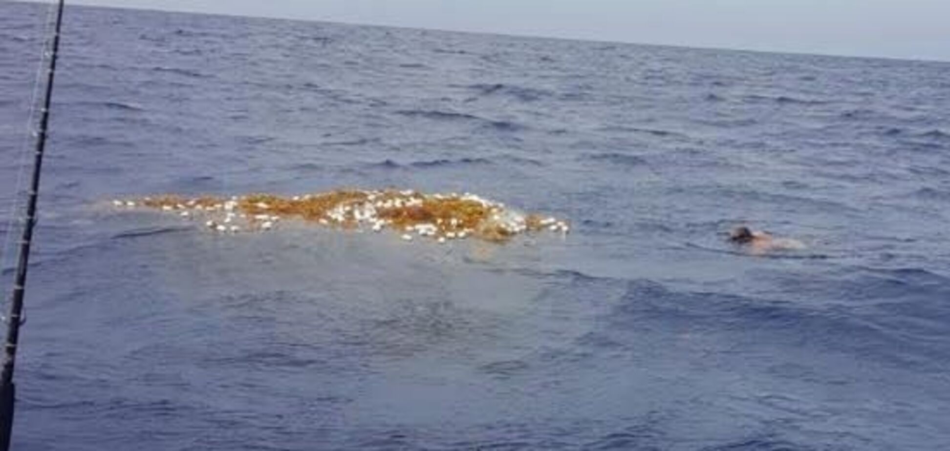 Сети смерти: в Карибском море найдена груда из десятков гниющих акул