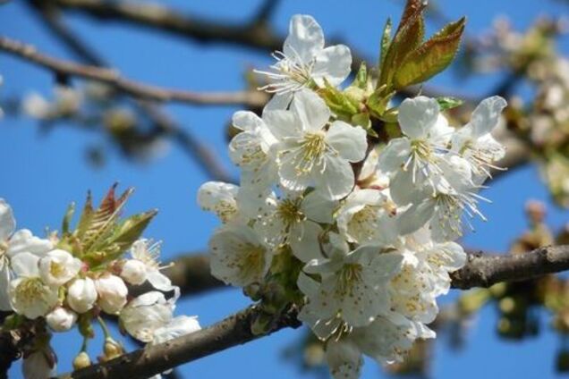 Прогноз погоды в Украине