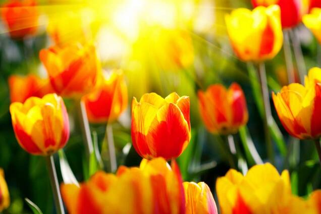 Виставка тюльпанів в Києві, 27.04-27.05
