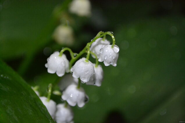 Синоптик уточнила прогноз погоды на майские праздники в Украине