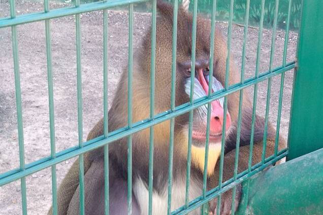 'Гестапо отдыхает!' Зоопарк тюремного типа нашли в Одессе