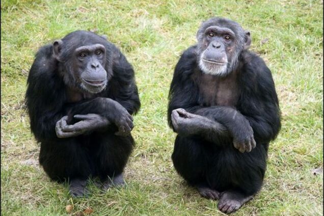 Вчені пояснили причину кривавої війни шимпанзе