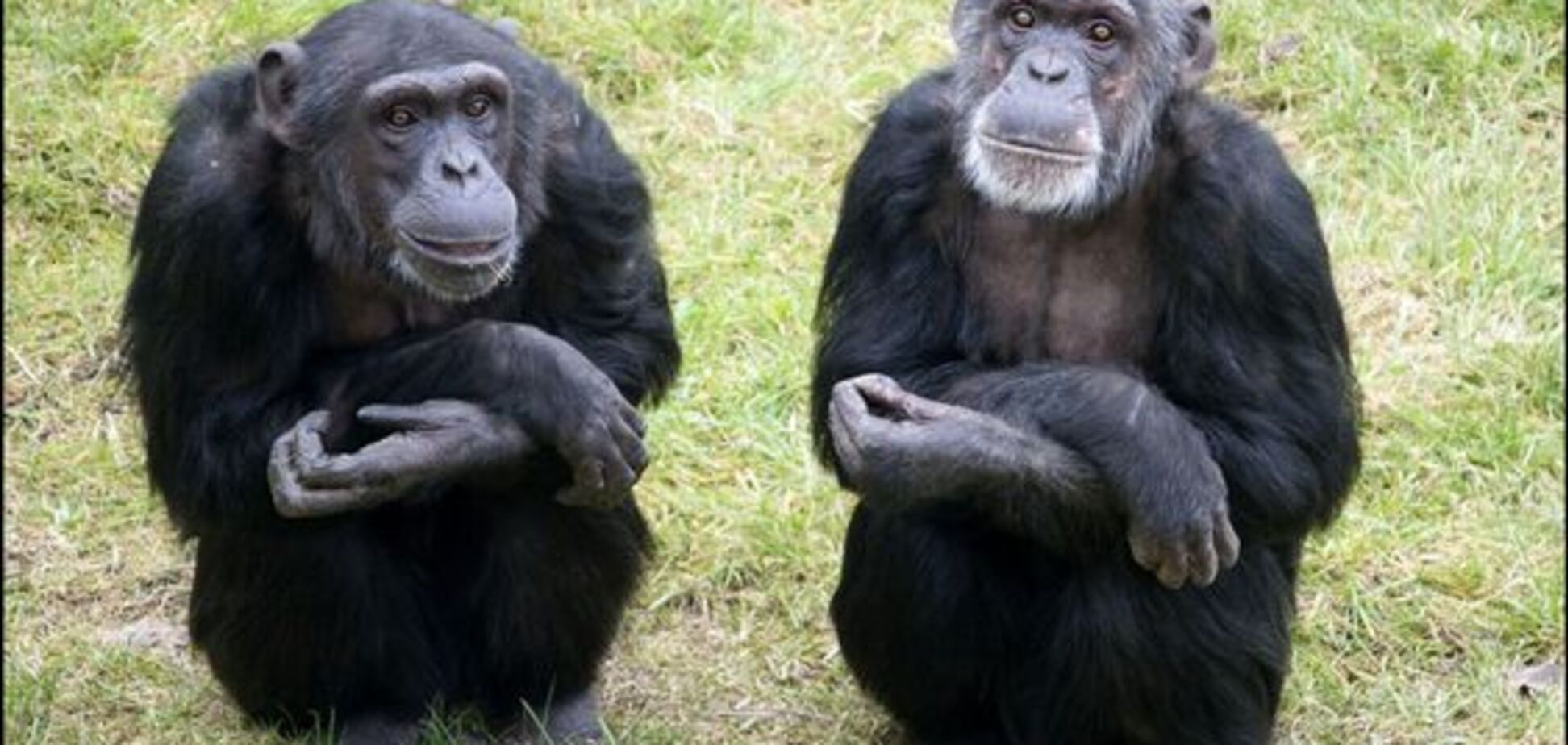 Ученые объяснили причину кровавой войны шимпанзе 