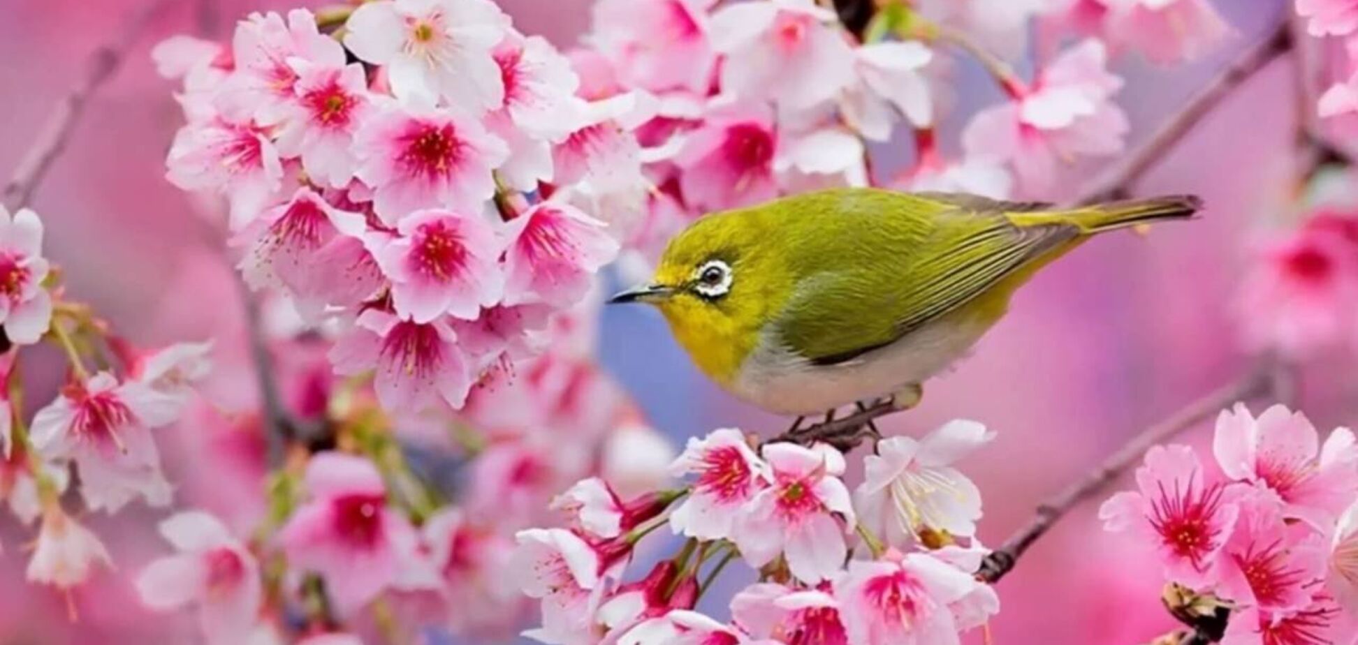 З 1 травня: найяскравіші привітання та листівки