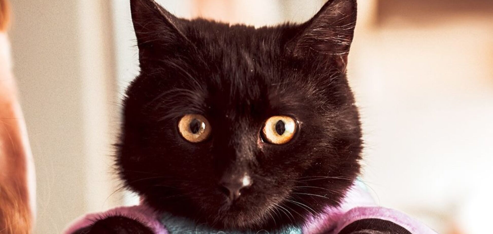 Є друг: 9 котів і собак Києва, які шукають дім