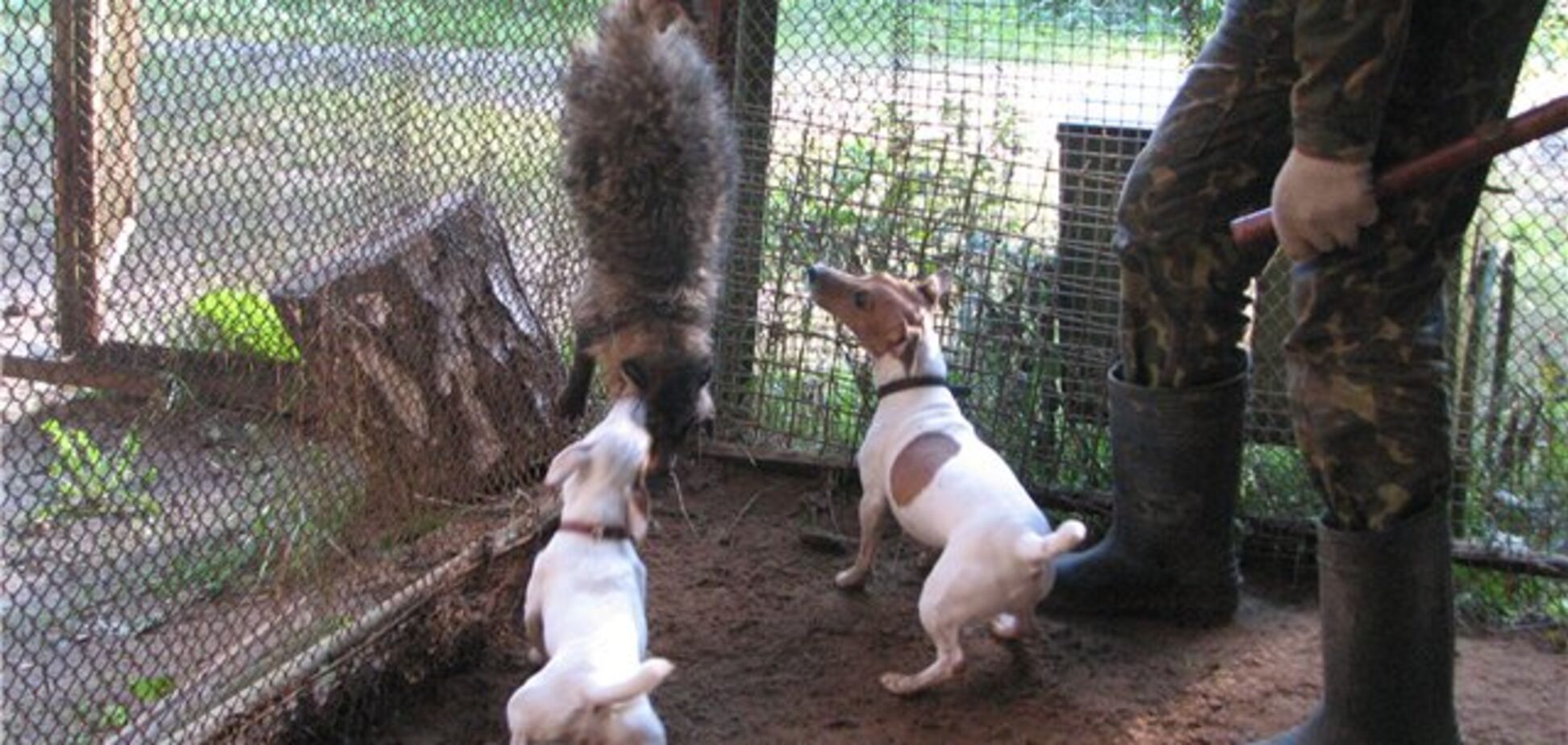 Українська зірка розповіла про знущання над тваринами