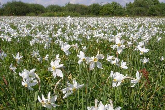 На Закарпатье зацвела долина нарциссов