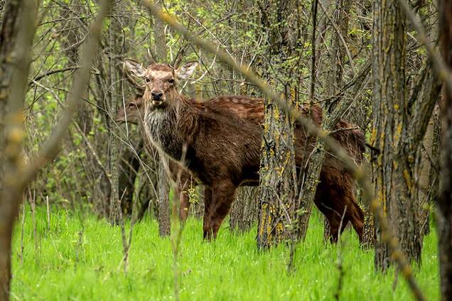 Запорожец устроил фотоохоту на Хортице