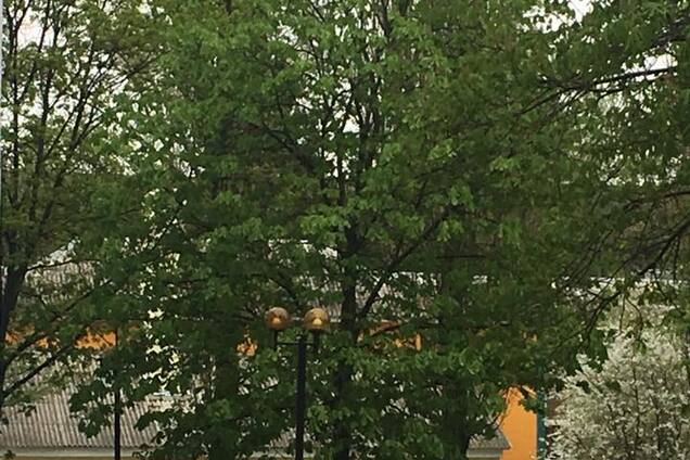 Культура жителей Киева: а вы убираете за своей собакой?