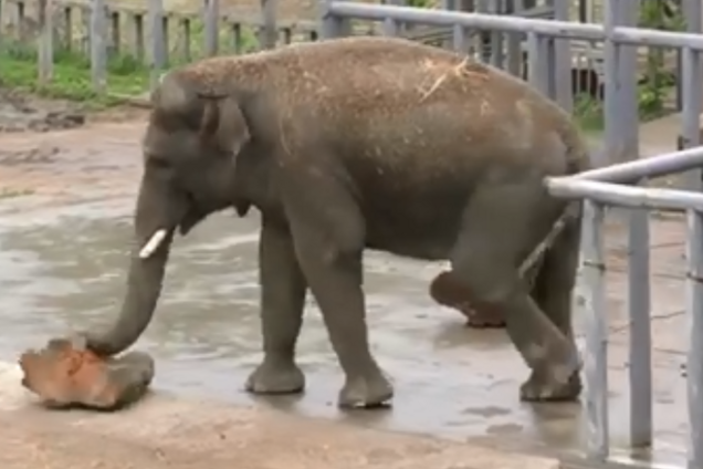 В киевском зоопарке животные обрадовались дождю: забавное видео 