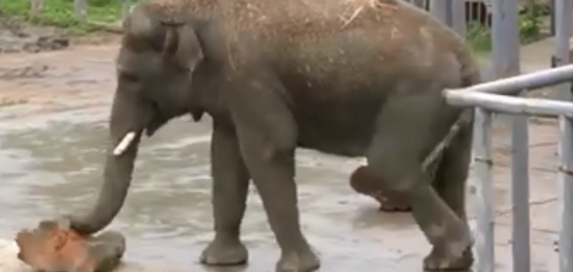 У київському зоопарку тварини зраділи дощу: веселе відео